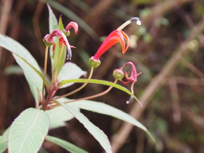 Centropogon valerii, photographed by Lena Struwe