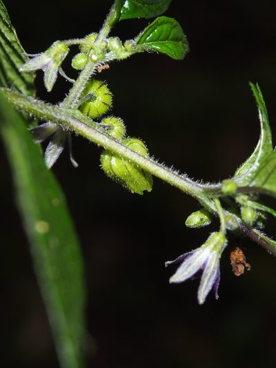 Deprea sylvarum, photographed by Lena Struwe