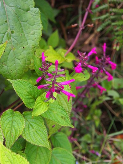 Salvia carnea, photographed by Lena Struwe