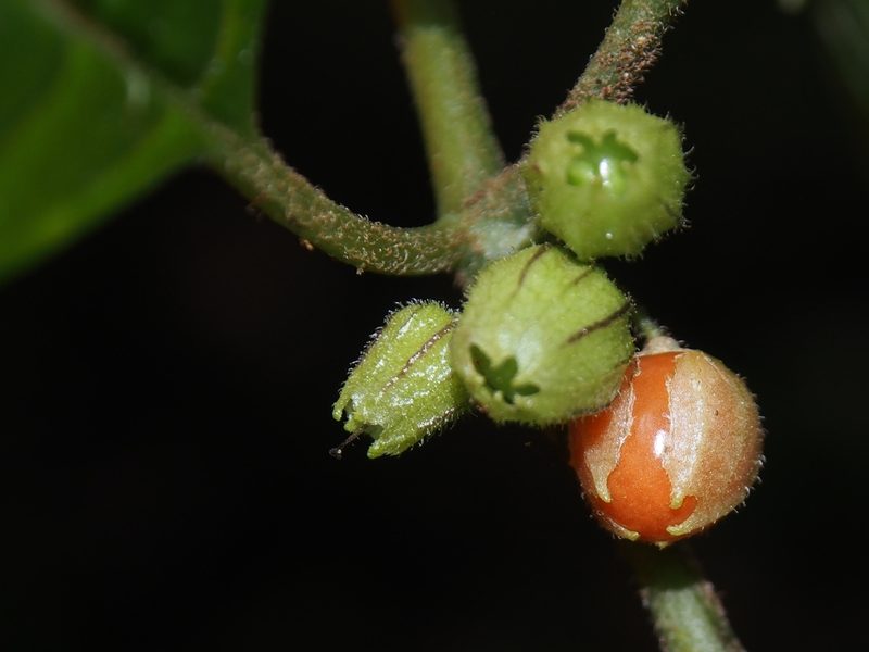 Deprea sylvarum, photographed by Lena Struwe