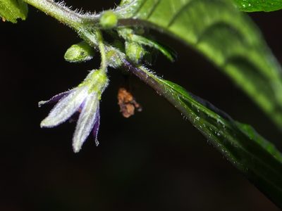 Deprea sylvarum, photographed by Lena Struwe