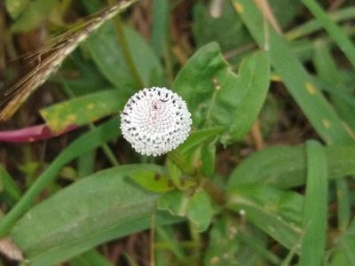 Spilanthes urens, photographed by Lsf