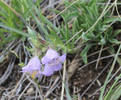 Penstemon eriantherus, photographed by 66dodge