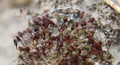 Pterygoneurum ovatum, photographed by Rebecca Ray