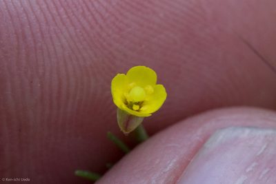 Camissonia contorta, photographed by Ken-ichi Ueda