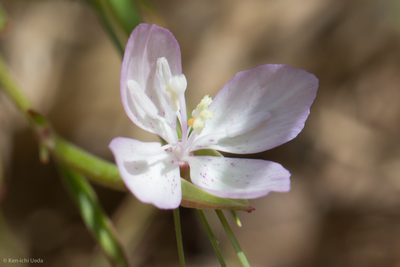 Clarkia similis, photographed by Ken-ichi Ueda