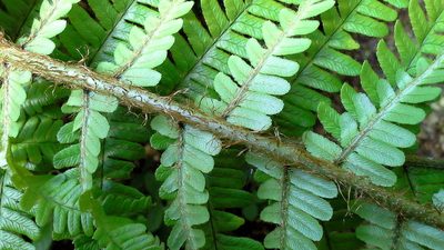 Dryopteris affinis, photographed by jfgodeau
