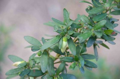 Correa glabra, photographed by Terra Occ