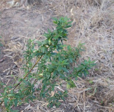 Correa glabra, photographed by Terra Occ