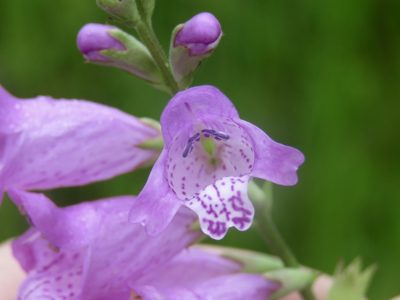 Physostegia longisepala, photographed by Laura Clark
