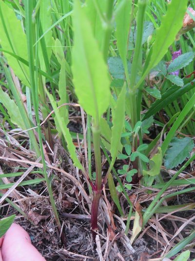 Physostegia longisepala, photographed by Laura Clark