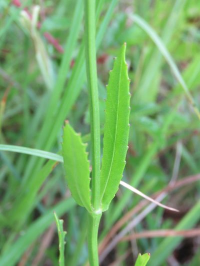 Physostegia longisepala, photographed by Laura Clark