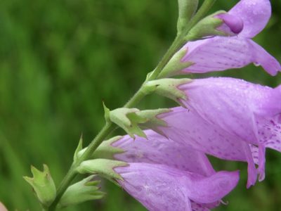 Physostegia longisepala, photographed by Laura Clark