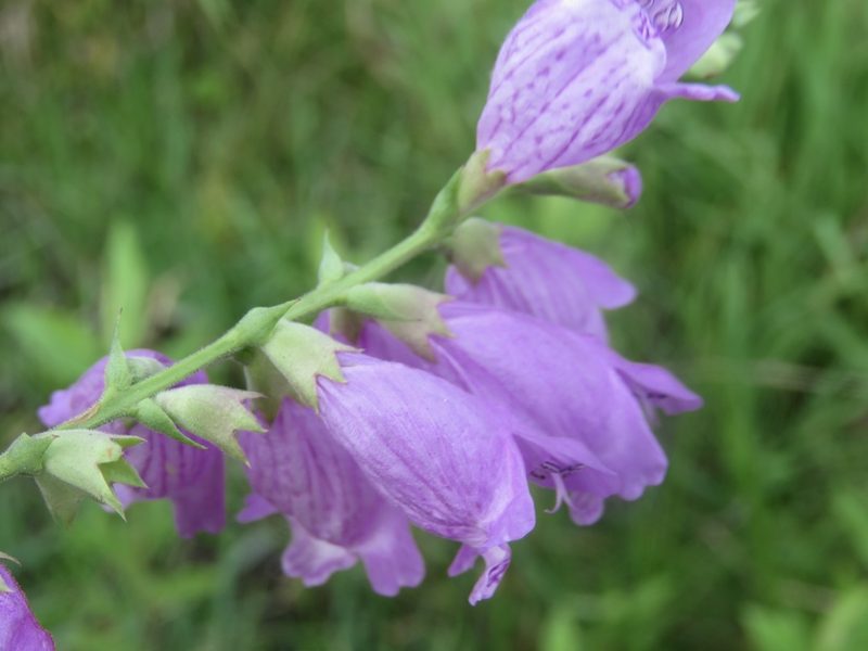 Physostegia longisepala, photographed by Laura Clark