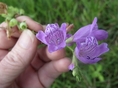 Physostegia longisepala, photographed by Laura Clark