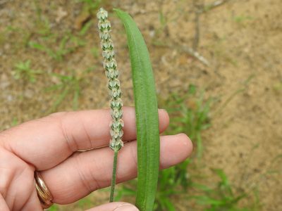 Plantago wrightiana, photographed by Sam Kieschnick