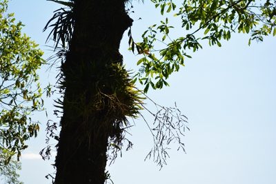Catopsis paniculata, photographed by Neptalí Ramírez Marcial