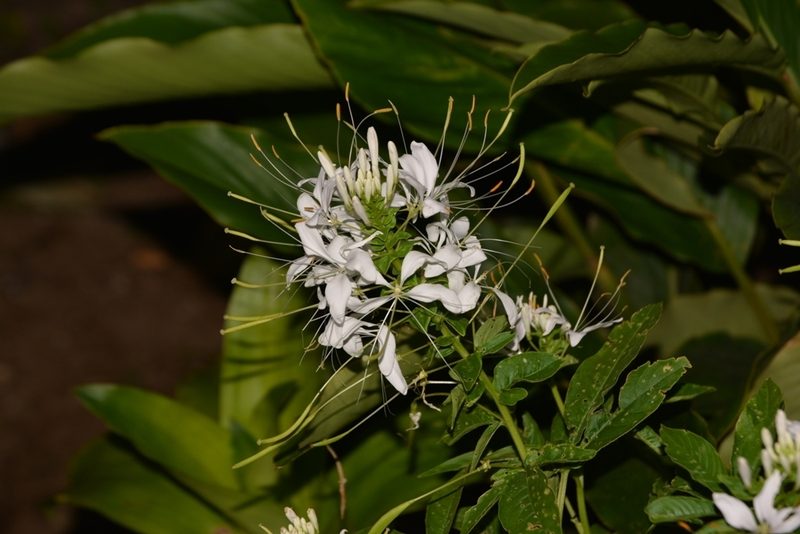 Tarenaya spinosa, photographed by Neptalí Ramírez Marcial
