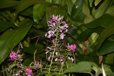 Tarenaya spinosa, photographed by Neptalí Ramírez Marcial