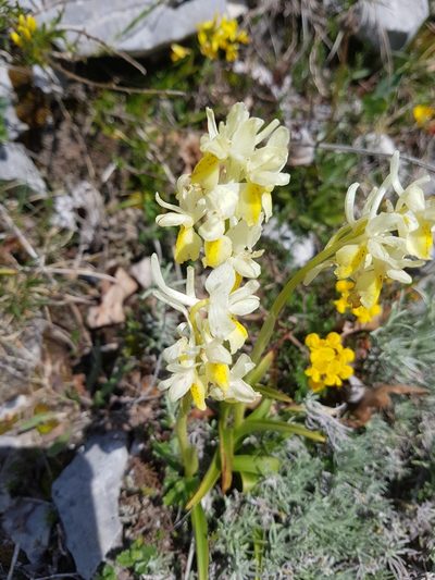 Orchis pauciflora, photographed by Vincenzo Lattanzi