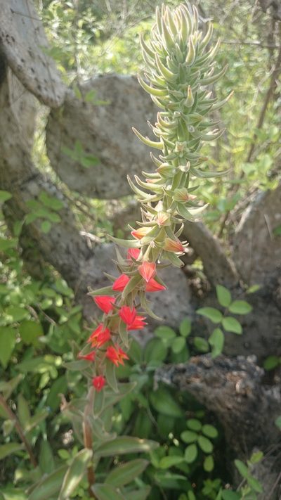 Echeveria coccinea, photographed by Sandino Guerrero