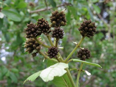 Combretum obovatum, photographed by Adam Kranz