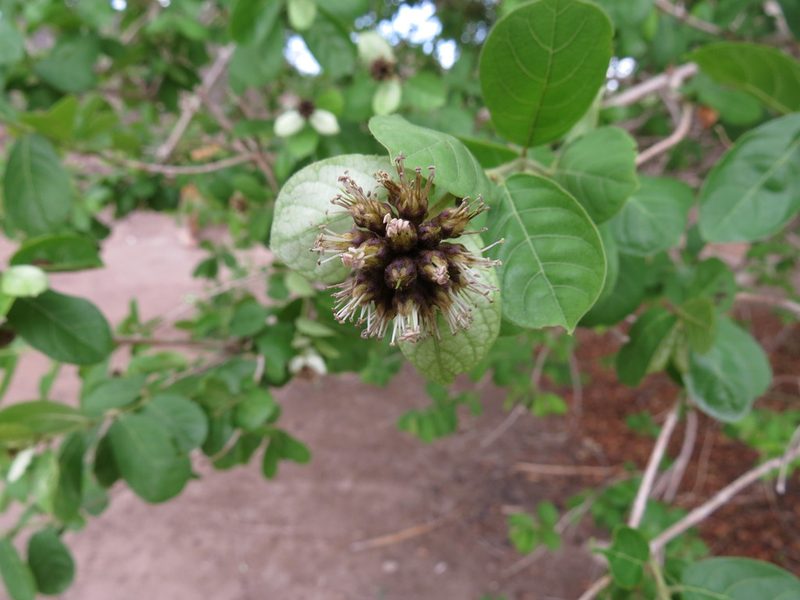 Combretum obovatum, photographed by Adam Kranz
