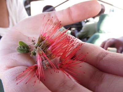 Combretum purpureiflorum, photographed by Adam Kranz