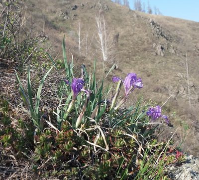 Iris tigridia, photographed by Nina Filippova