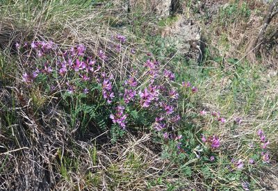 Astragalus ceratoides, photographed by Nina Filippova