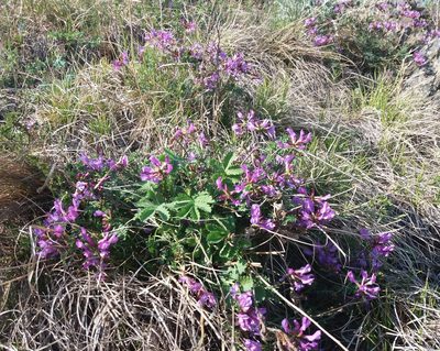 Astragalus ceratoides, photographed by Nina Filippova
