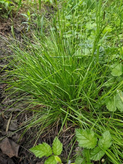 Carex leptopoda, photographed by Patrick Sowers