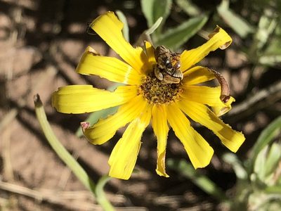 Arctotis lanceolata, photographed by Dave U