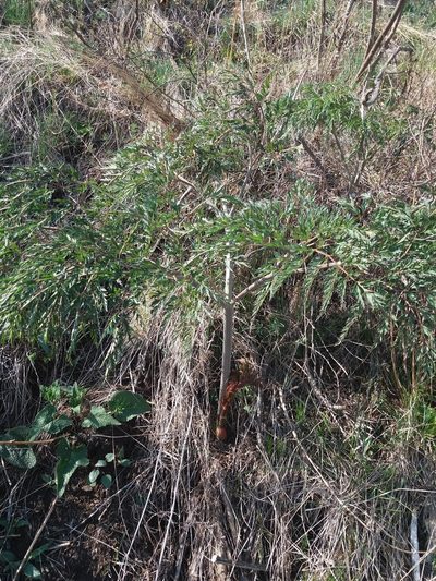 Ferula songarica, photographed by Nina Filippova