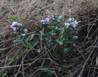 Physochlaina physaloides, photographed by Nina Filippova