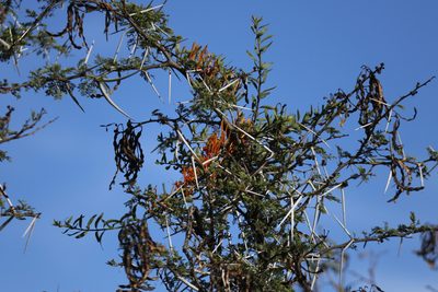 Moquiniella rubra, photographed by Karen Eichholz