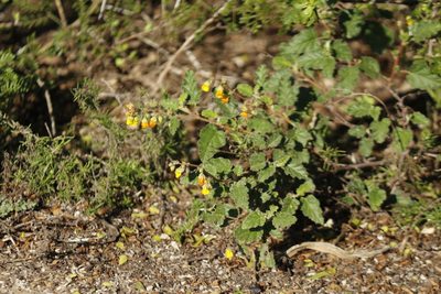 Hermannia althaeoides, photographed by Karen Eichholz