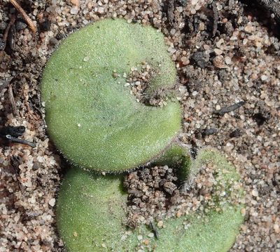Eriospermum vermiforme, photographed by Nicola van Berkel