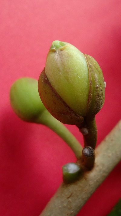 Lucuma grandiflora, photographed by russiannaturalistbrazil