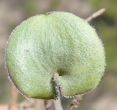 Eriospermum vermiforme, photographed by Nicola van Berkel
