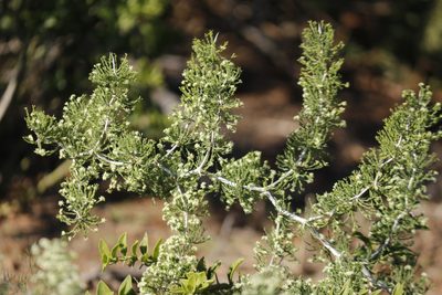Asparagus burchellii, photographed by Karen Eichholz