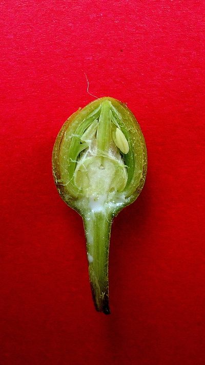 Lucuma grandiflora, photographed by russiannaturalistbrazil