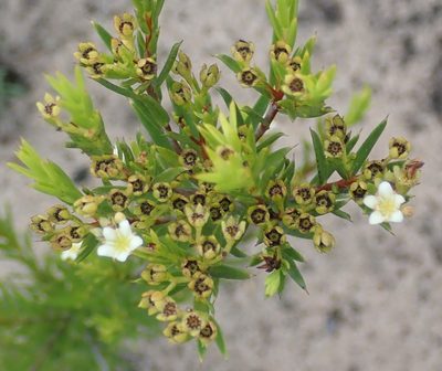 Diosma aristata, photographed by Nicola van Berkel