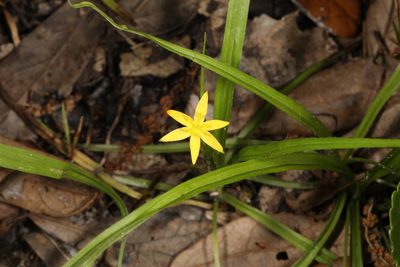 Hypoxis curtissii, photographed by Judy Gallagher