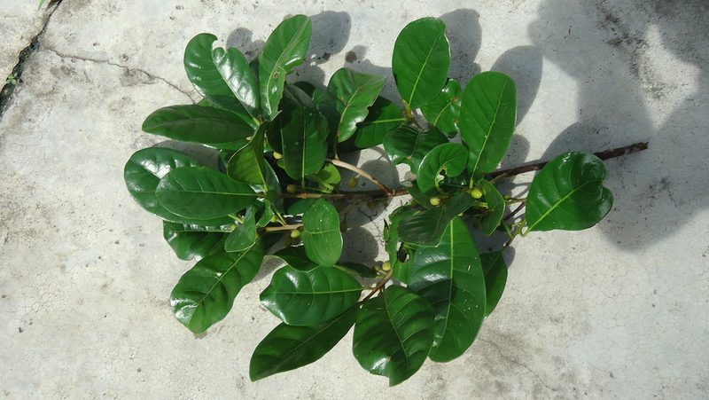 Lucuma grandiflora, photographed by russiannaturalistbrazil