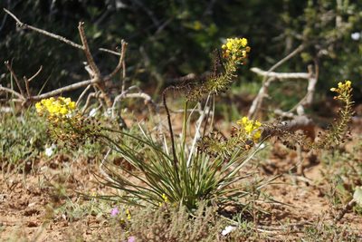 Bulbine abyssinica, photographed by Karen Eichholz