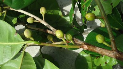 Lucuma grandiflora, photographed by russiannaturalistbrazil