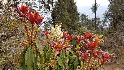 Pieris formosa, photographed by Neil Alderson