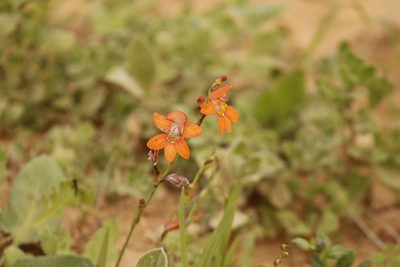 Tritonia laxifolia, photographed by Karen Eichholz