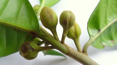Lucuma grandiflora, photographed by russiannaturalistbrazil